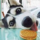 Dog and a cookie